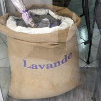 Lavande lavandin